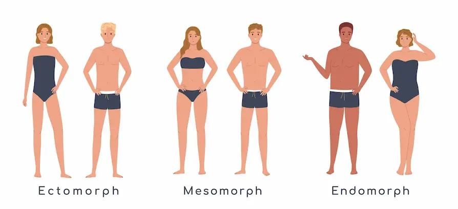 3 body types